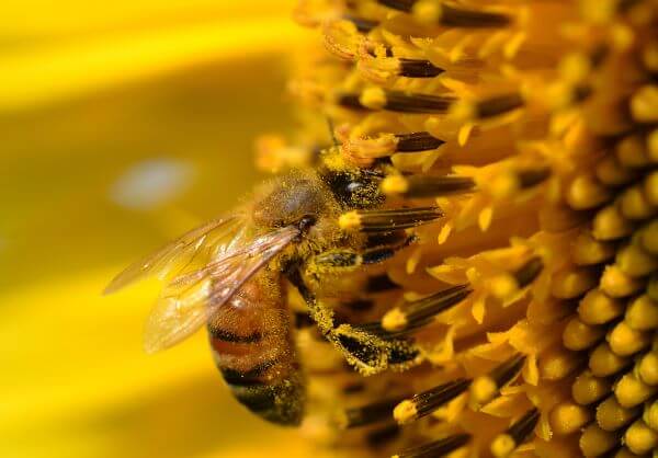مراحل تهیه پولن زنبور عسل